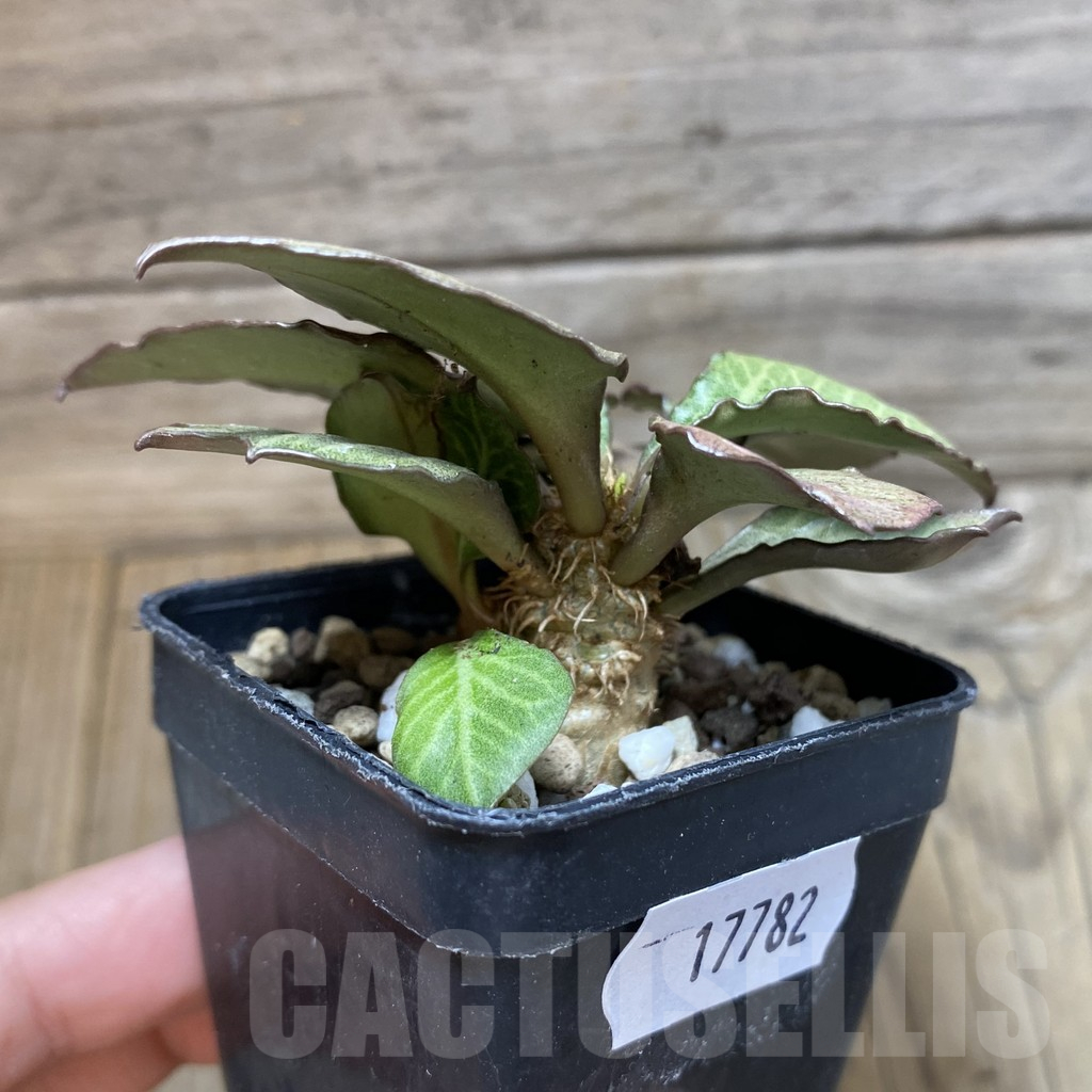 SH17782 Euphorbia francoisii hybrid - Obrázek 2