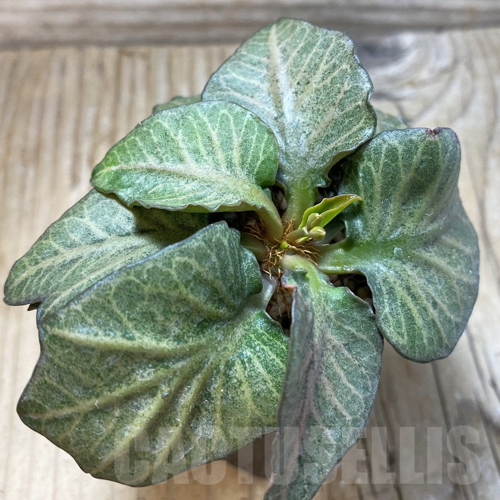 SH17783 Euphorbia francoisii hybrid