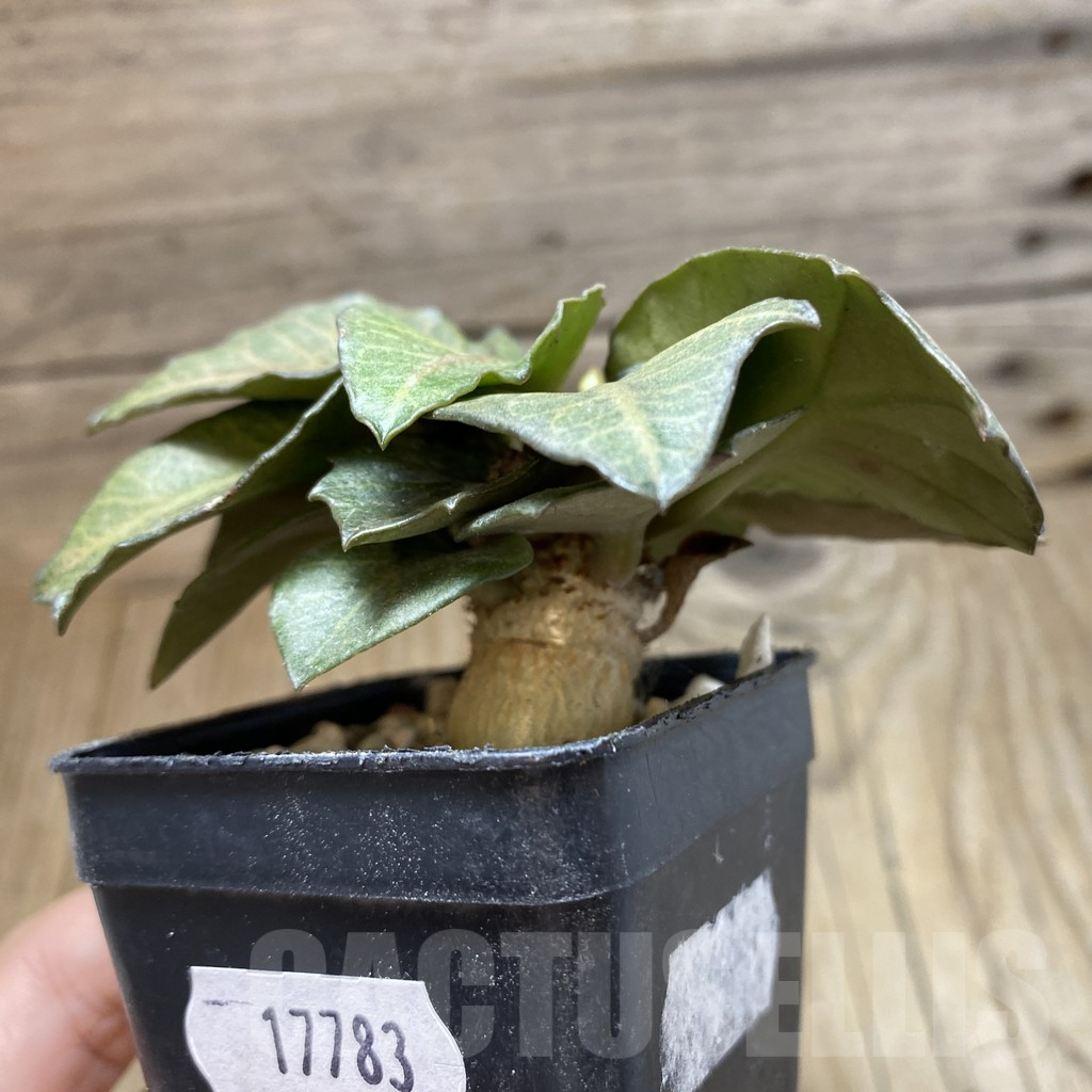 SH17783 Euphorbia francoisii hybrid - Image 2