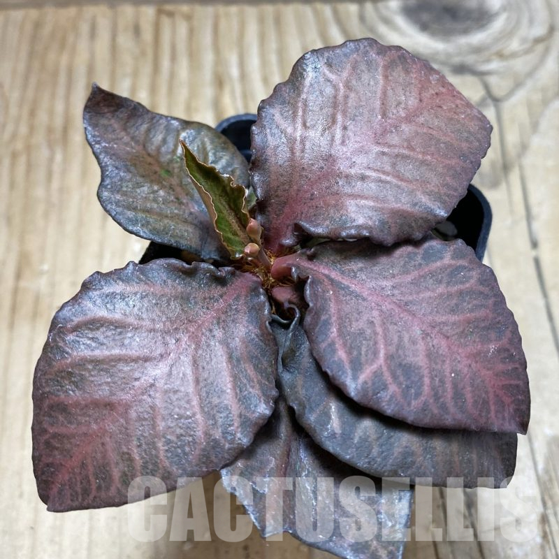 SH17784 Euphorbia francoisii hybrid