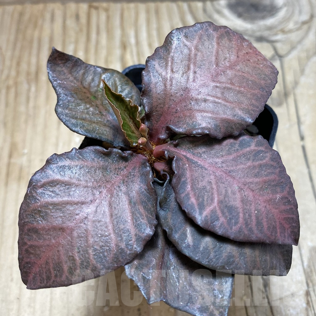 SH17784 Euphorbia francoisii hybrid