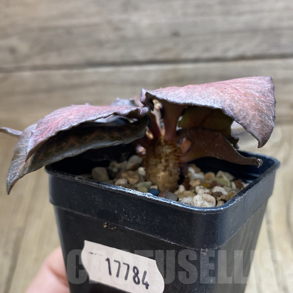 SH17784 Euphorbia francoisii hybrid - Image 2