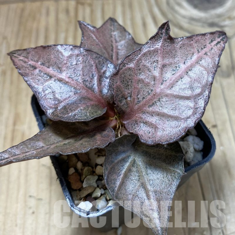 SH17788 Euphorbia francoisii hybrid