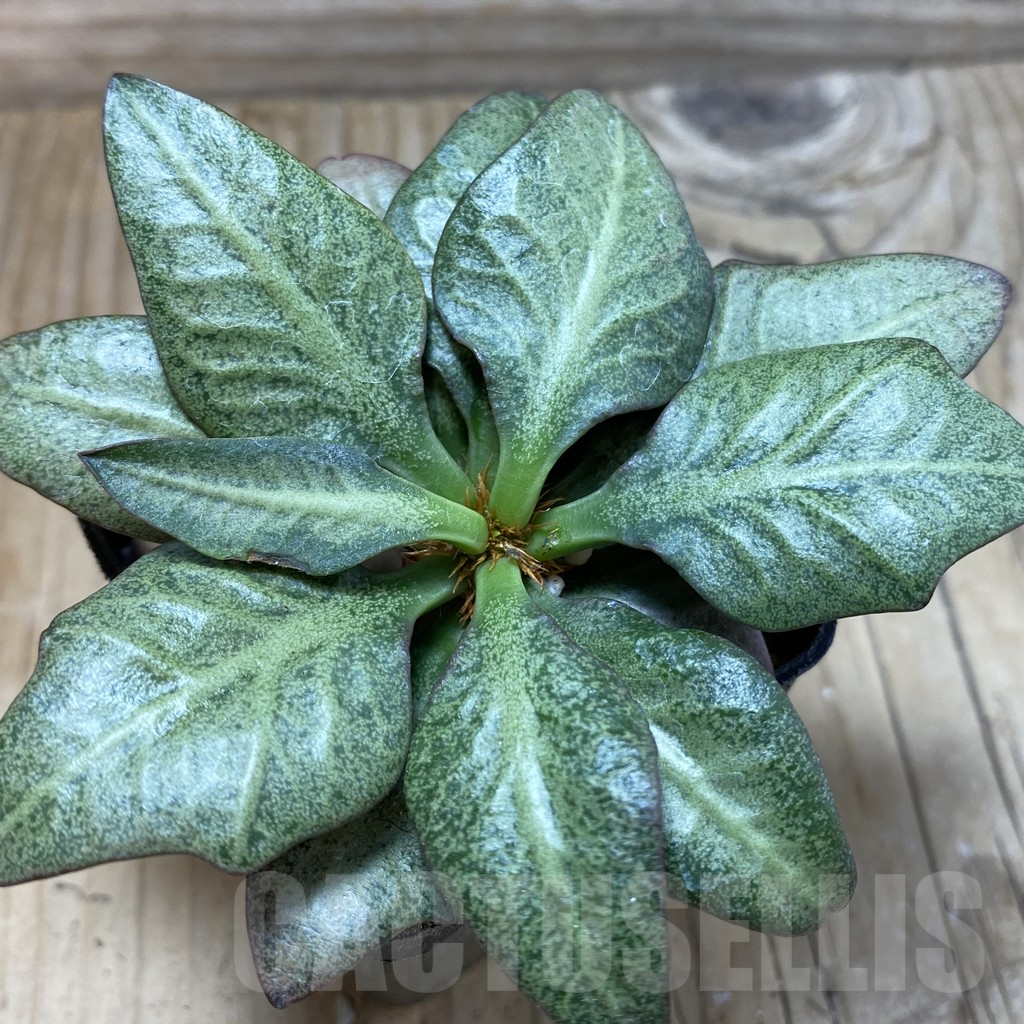SH17789 Euphorbia francoisii hybrid