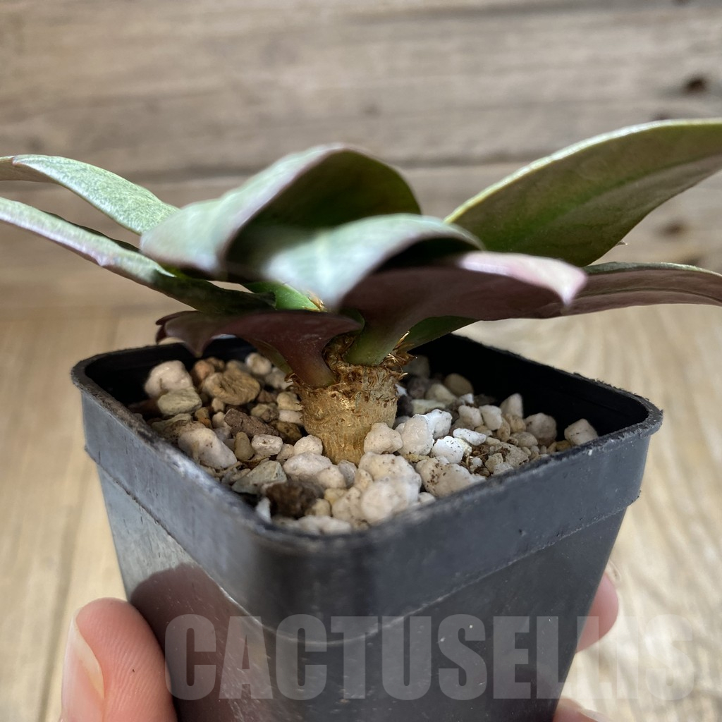 SH17789 Euphorbia francoisii hybrid - Image 2