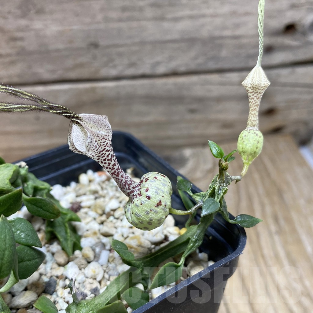 SH17792 Ceropegia simoneae ‘Green Form’