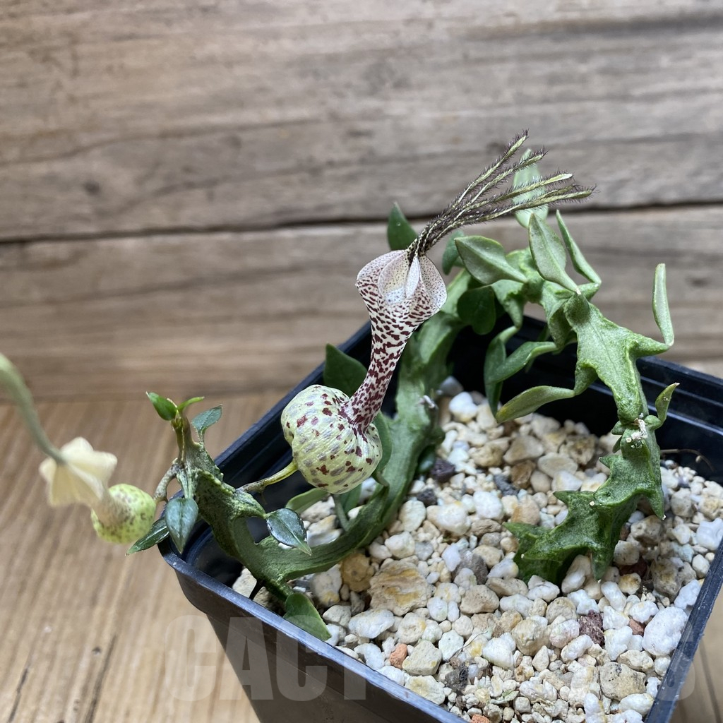 SH17792 Ceropegia simoneae ‘Green Form’ - Imagen 2