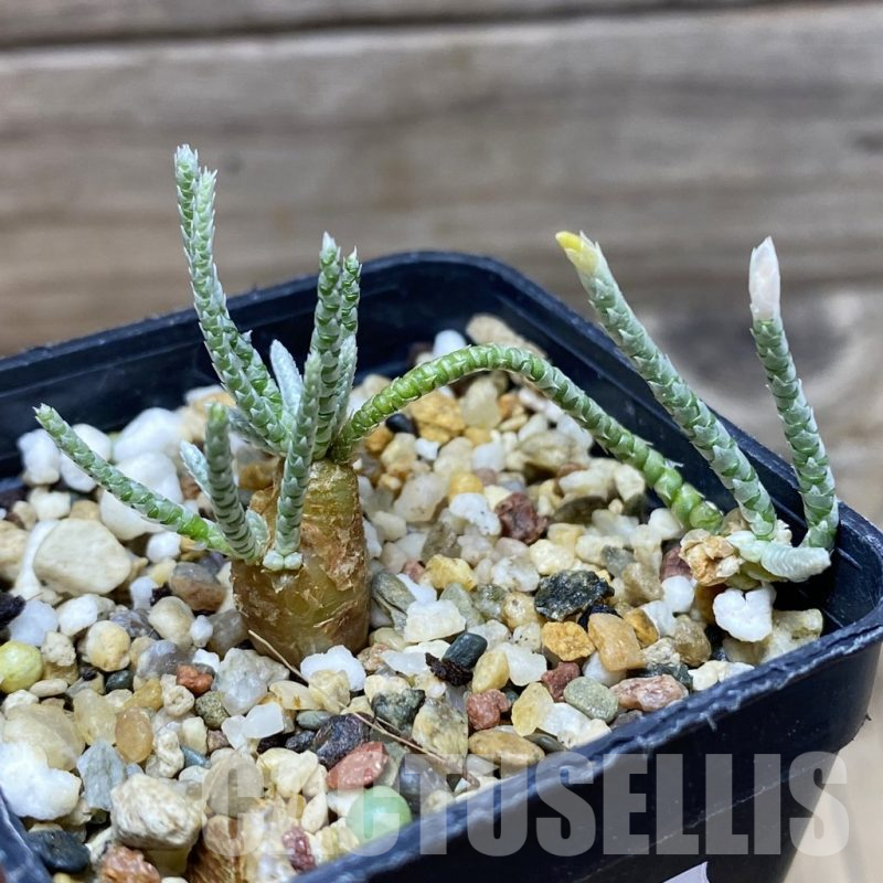 SH17797 Avonia quinaria, pink flower