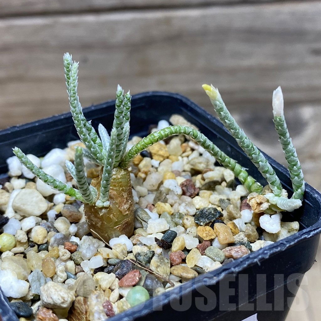 SH17797 Avonia quinaria, pink flower