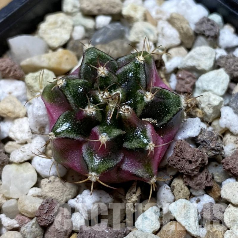 SH17733 Gymnocalycium mihanovichii ‘Bubble Gum’