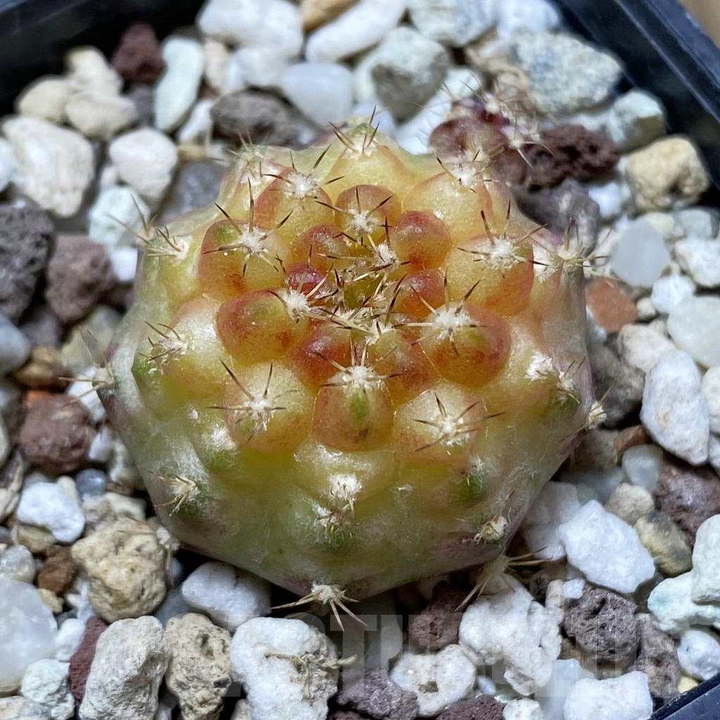 SH17739 Gymnocalycium mihanovichii 'Neon'