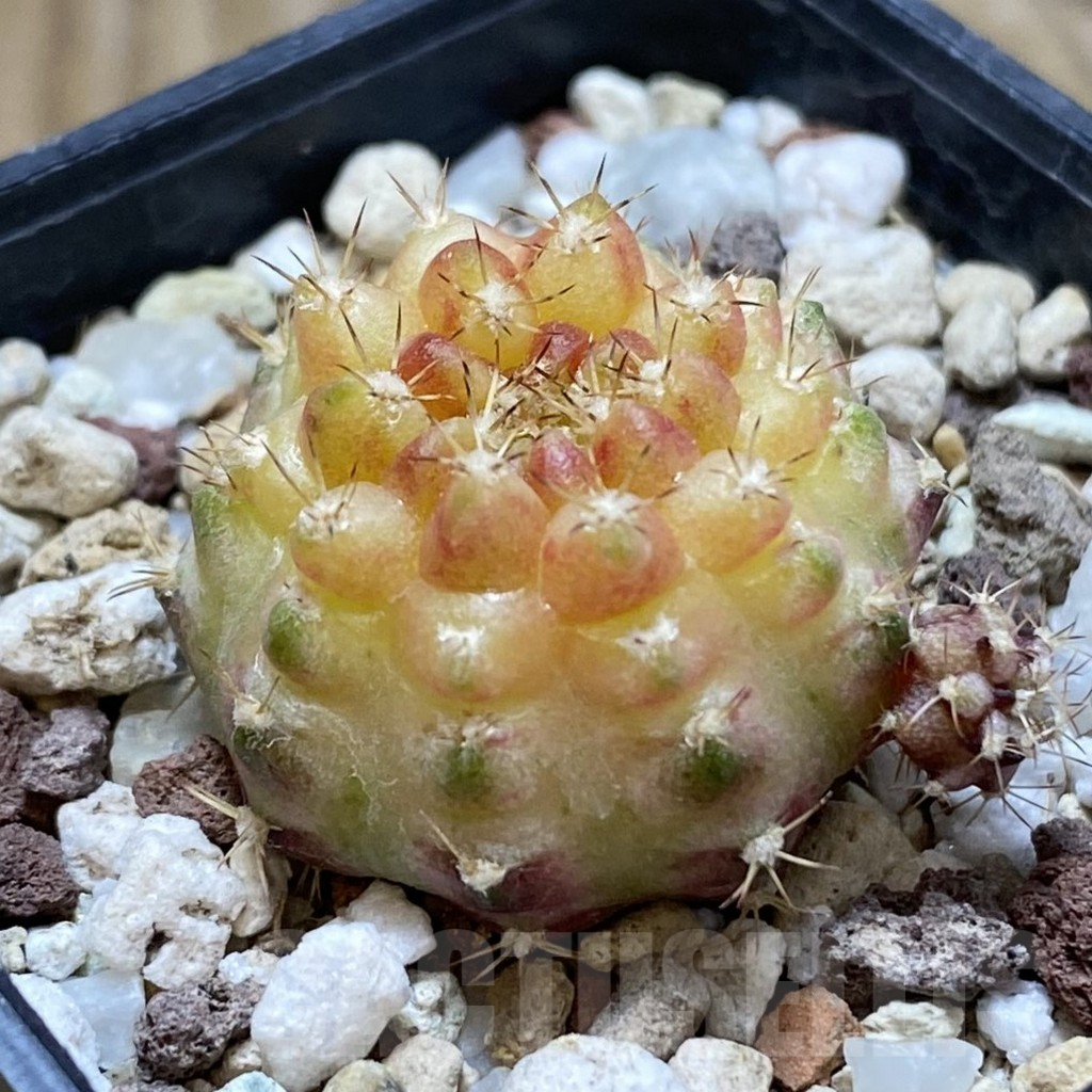 SH17739 Gymnocalycium mihanovichii 'Neon' – Bild 2