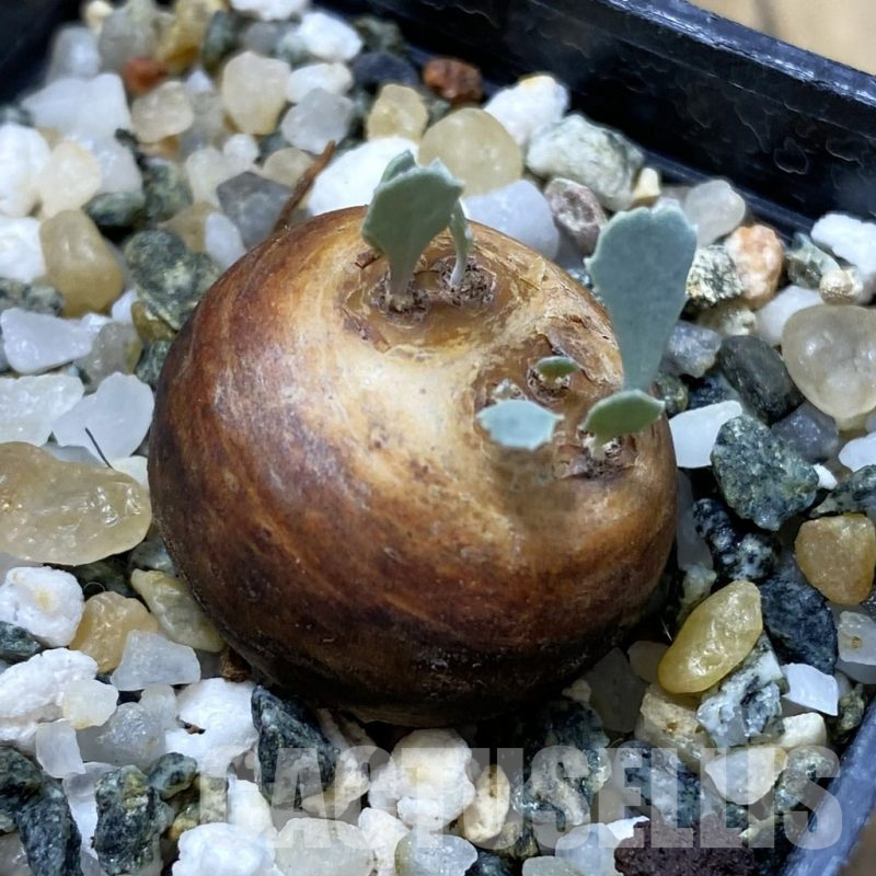 SH17802 Othonna cacalioides