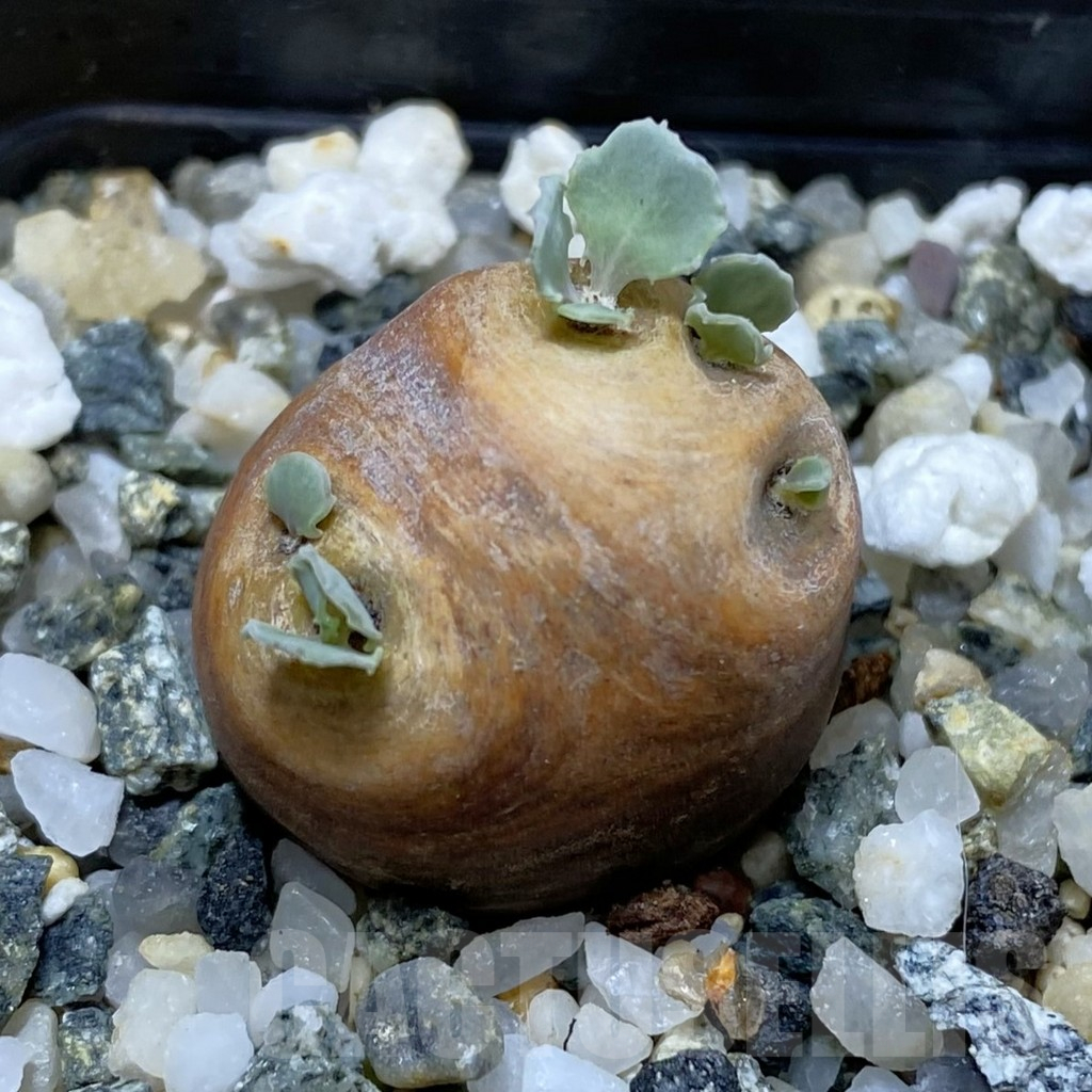 SH17803 Othonna cacalioides