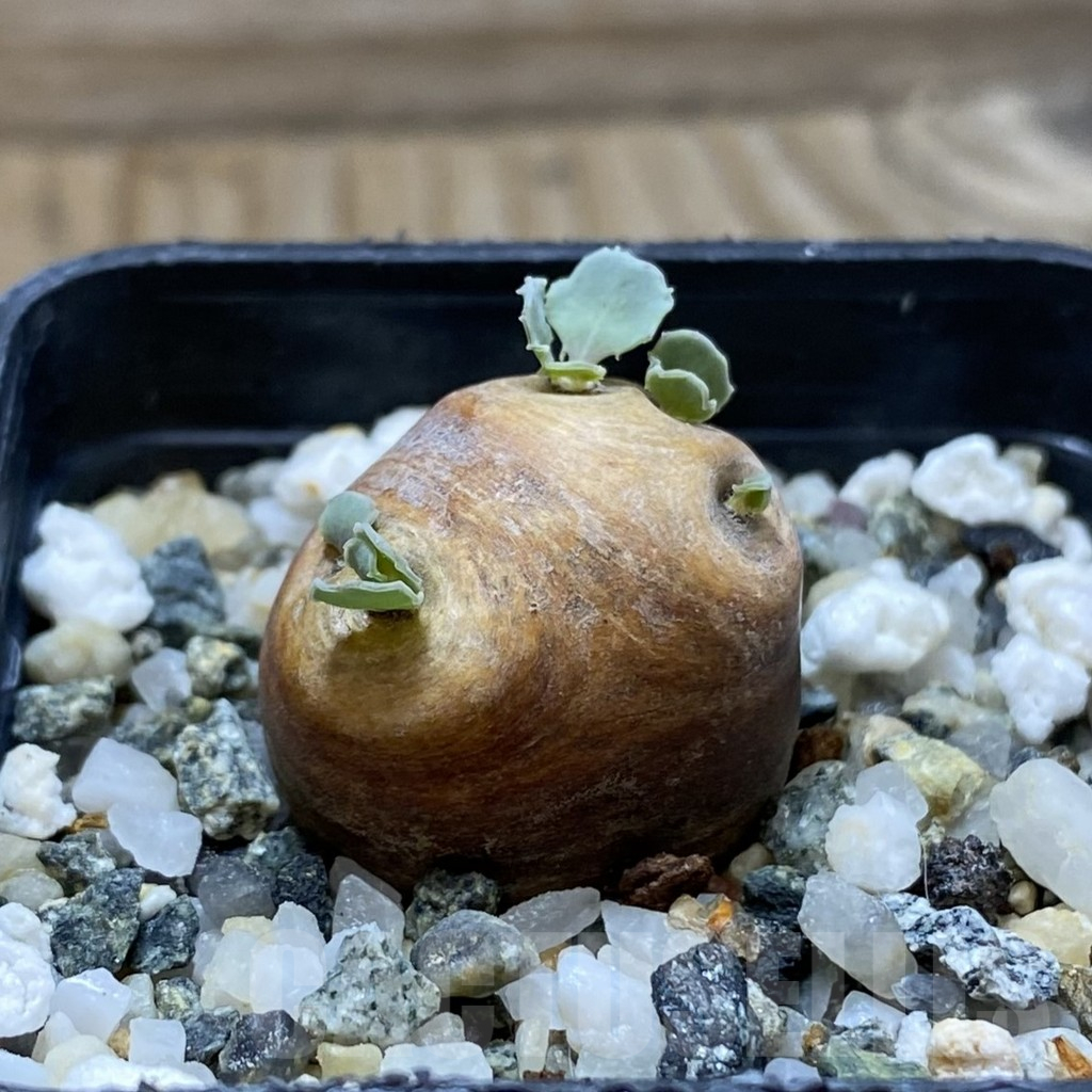 SH17803 Othonna cacalioides - Imagen 2