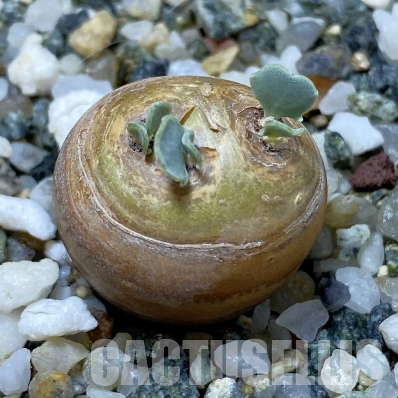 SH17804 Othonna cacalioides