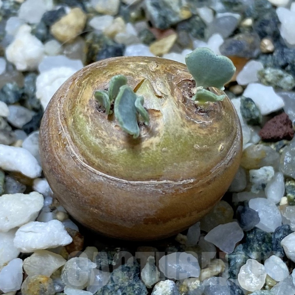 SH17804 Othonna cacalioides