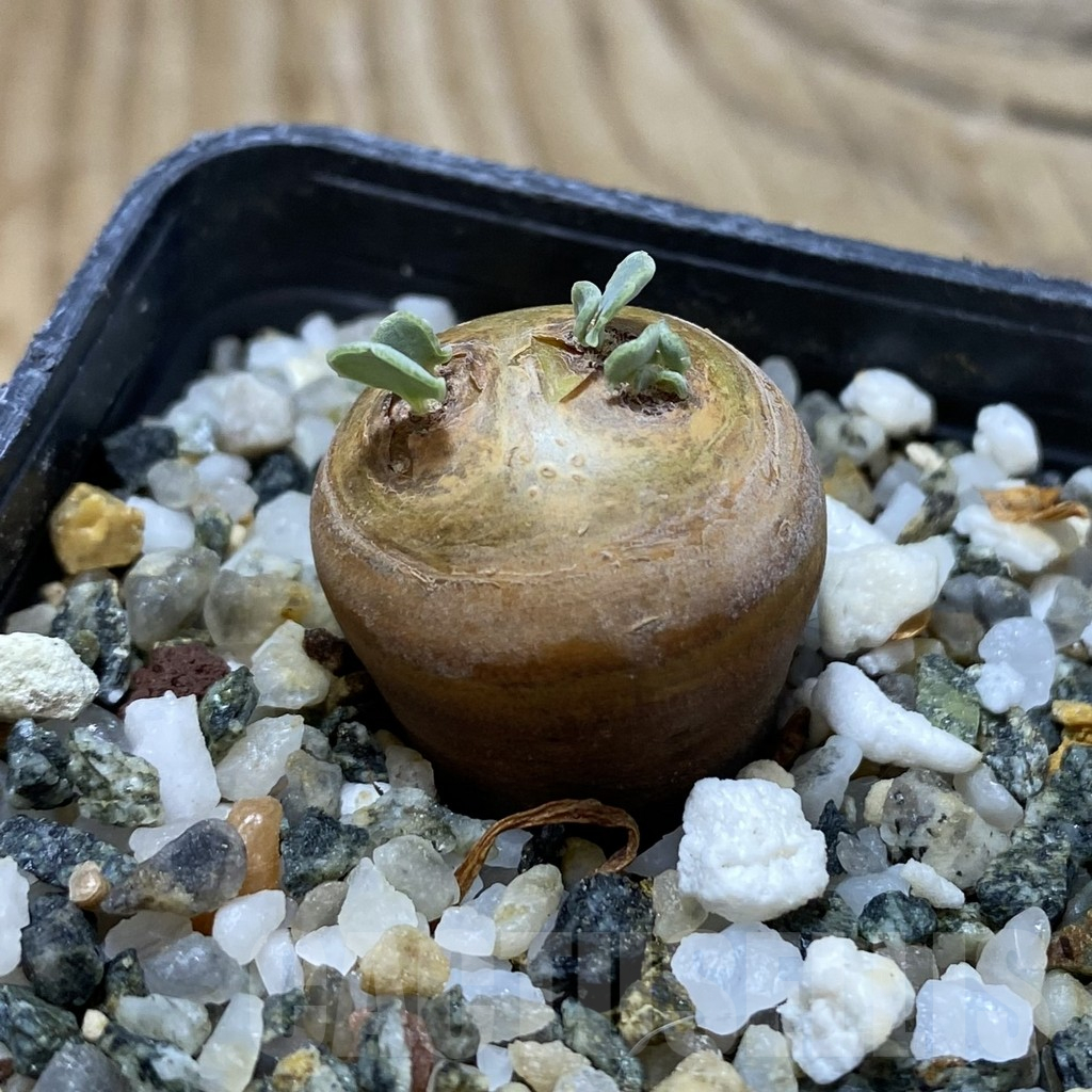 SH17804 Othonna cacalioides - Image 2