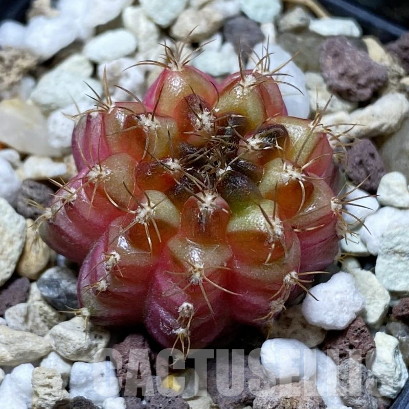 SH17740 Gymnocalycium mihanovichii 'Neon'