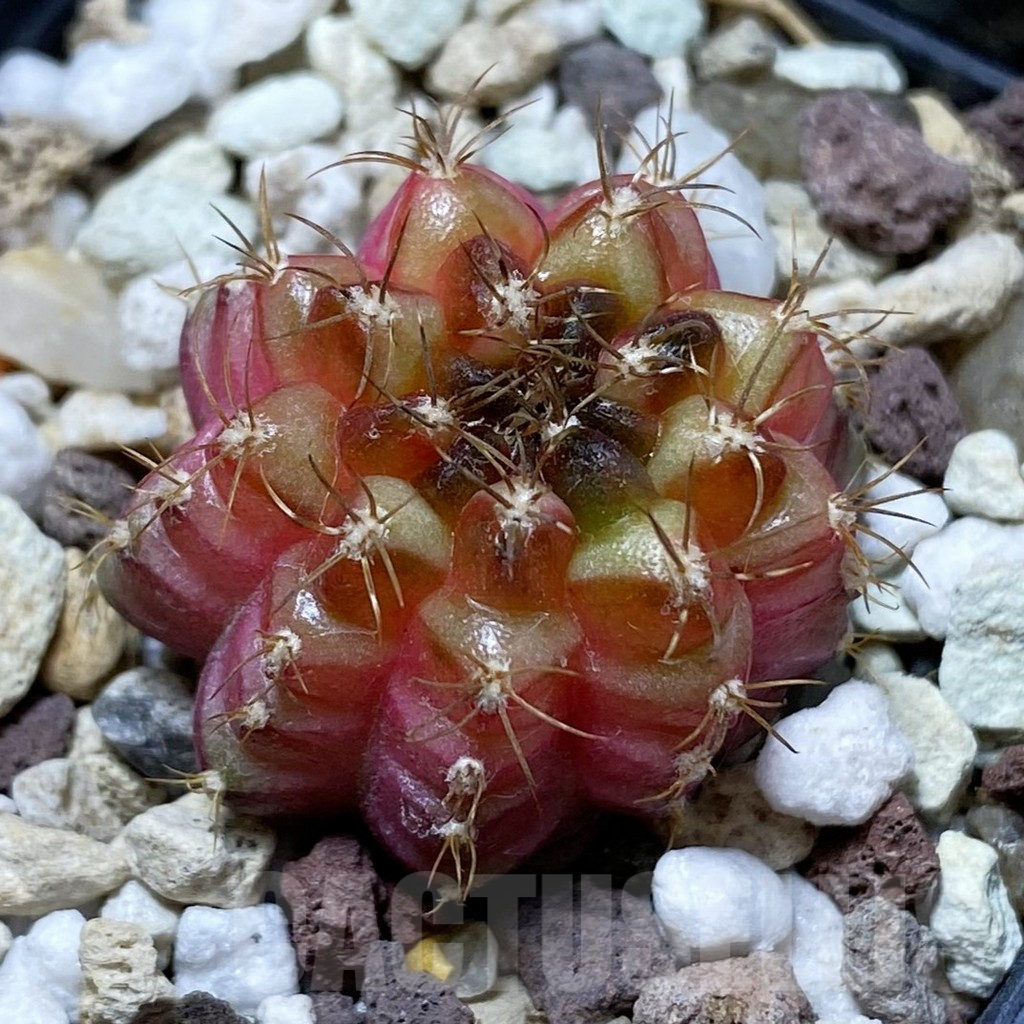 SH17740 Gymnocalycium mihanovichii 'Neon'