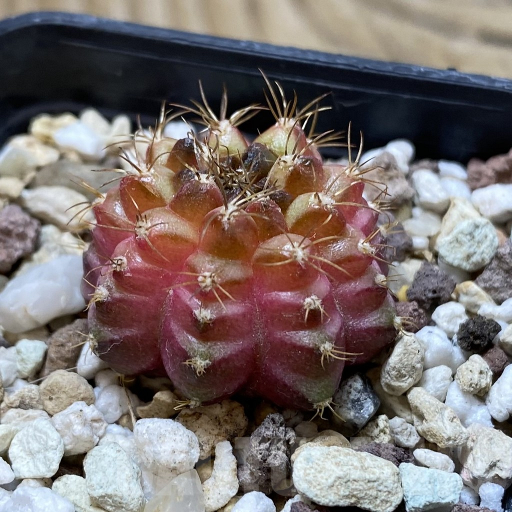 SH17740 Gymnocalycium mihanovichii 'Neon' – Bild 2