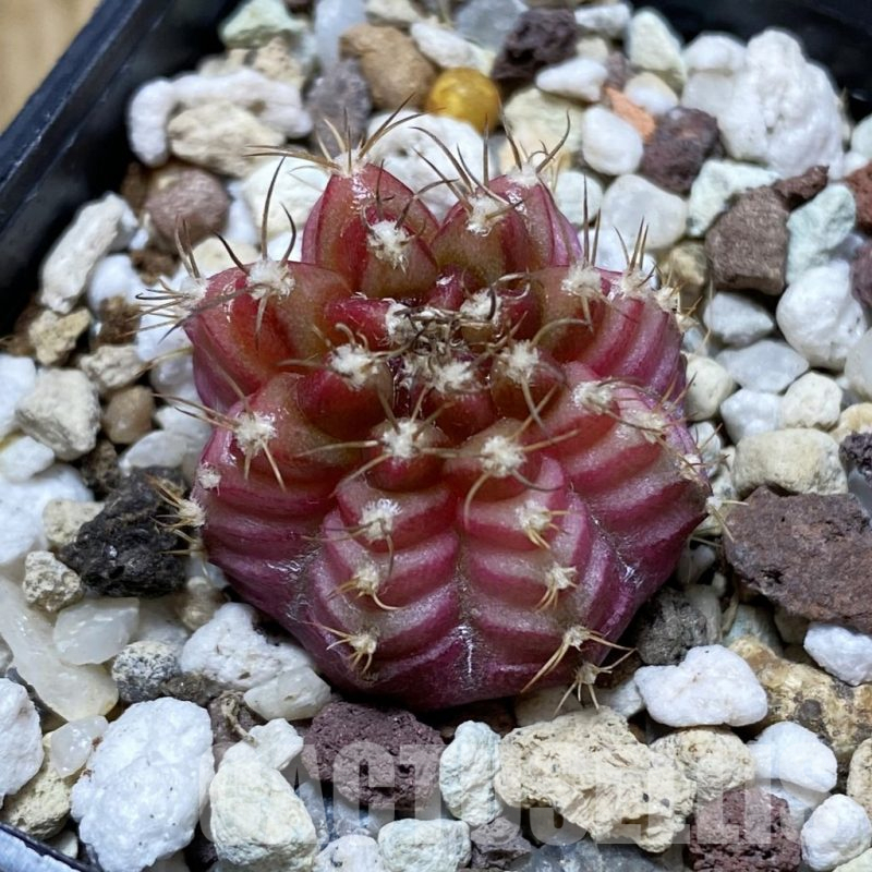 SH17741 Gymnocalycium mihanovichii 'Neon'