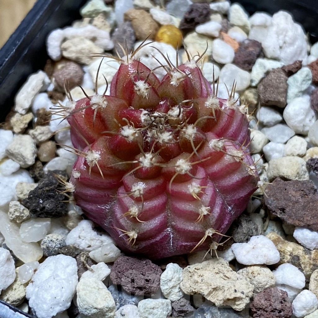 SH17741 Gymnocalycium mihanovichii 'Neon'