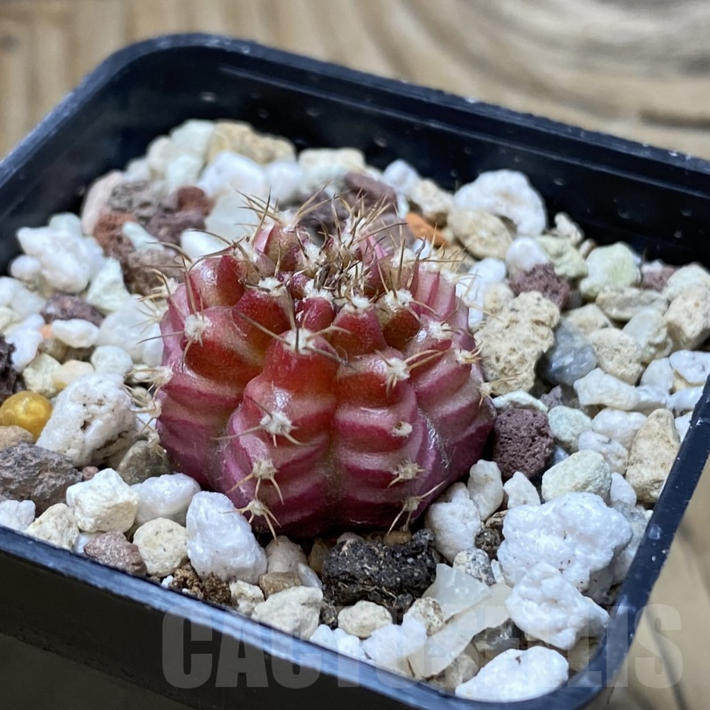 SH17741 Gymnocalycium mihanovichii 'Neon' - immagine 2