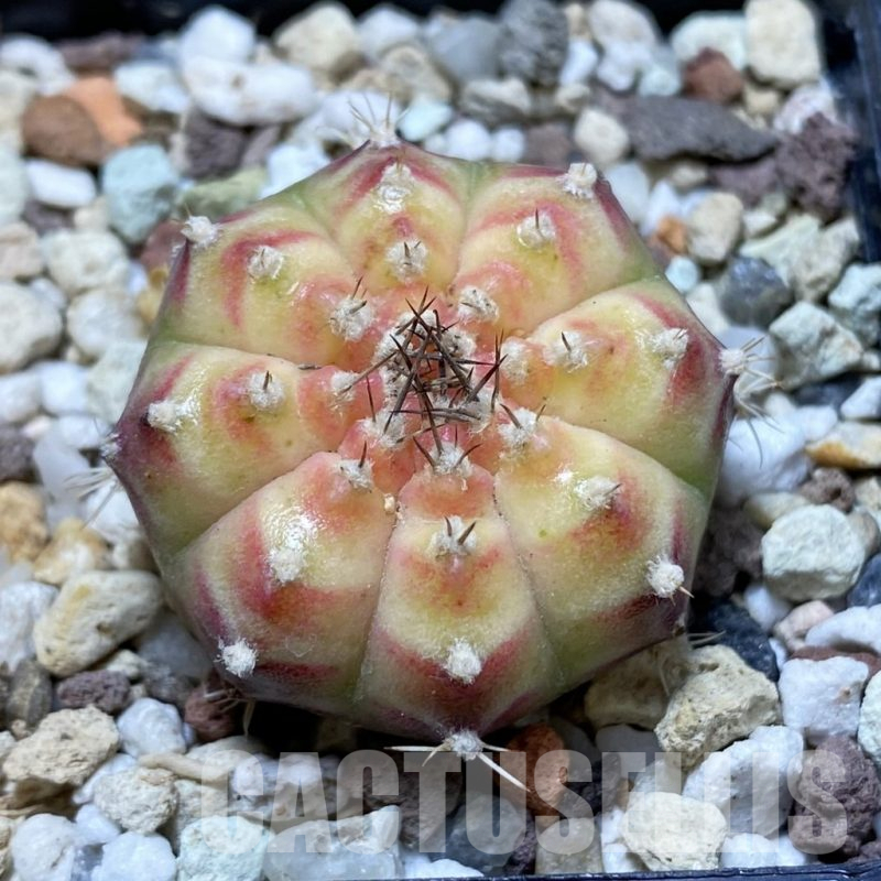 SH17742 Gymnocalycium mihanovichii 'Neon'