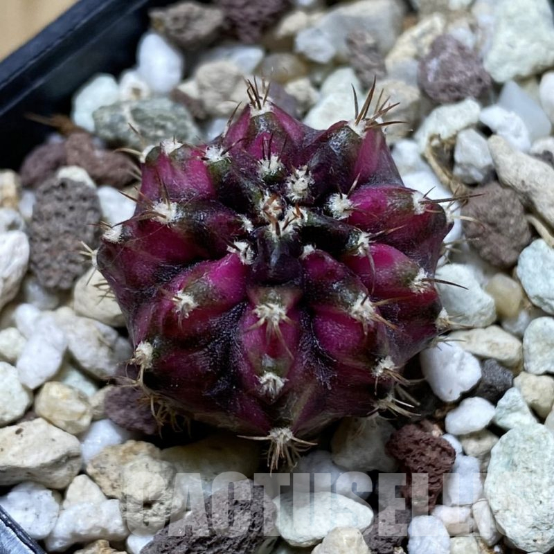 SH17743 Gymnocalycium mihanovichii 'T-Lux'