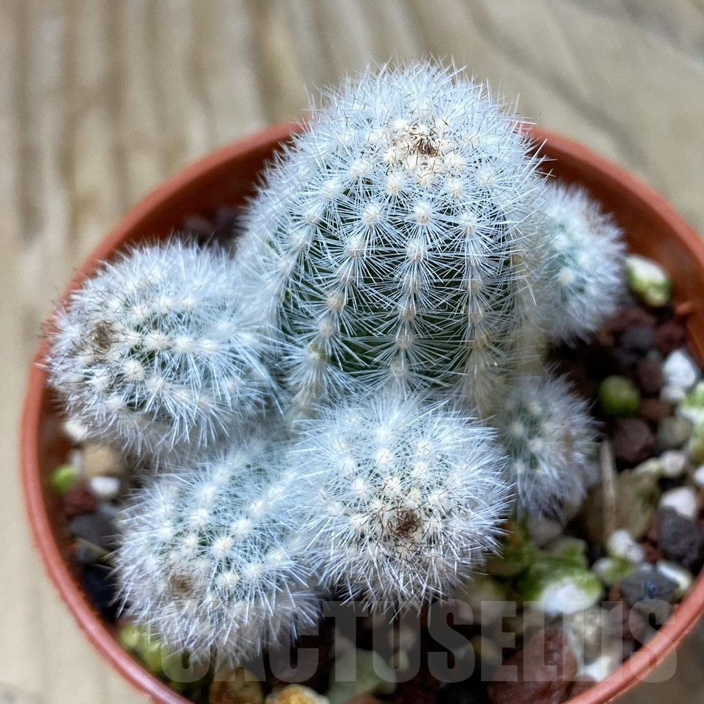 SH17744 Pygmaeocereus rowleyanus, own roots