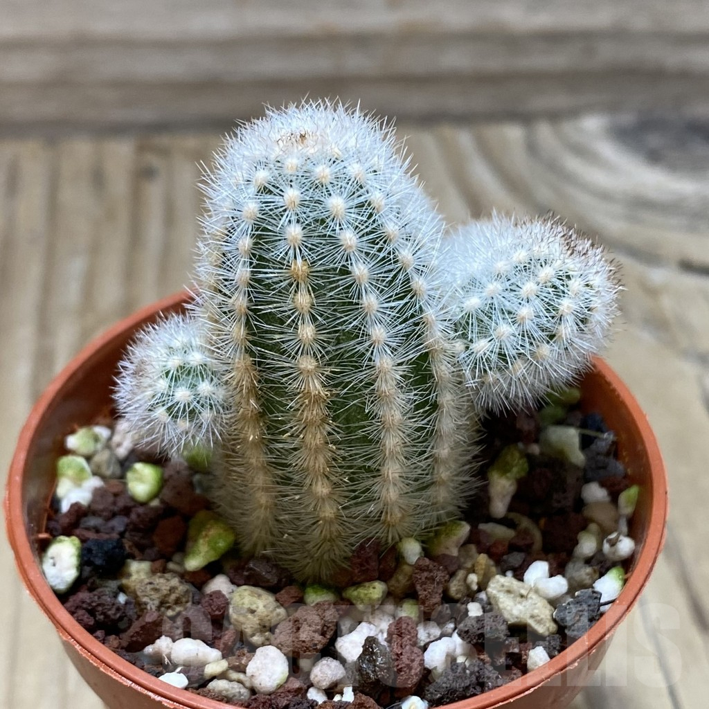 SH17744 Pygmaeocereus rowleyanus, own roots - Image 2