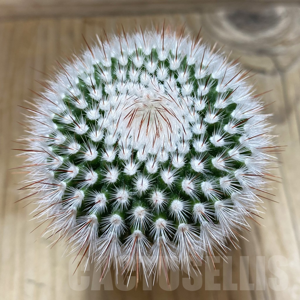 SH17745 Notocactus scopa