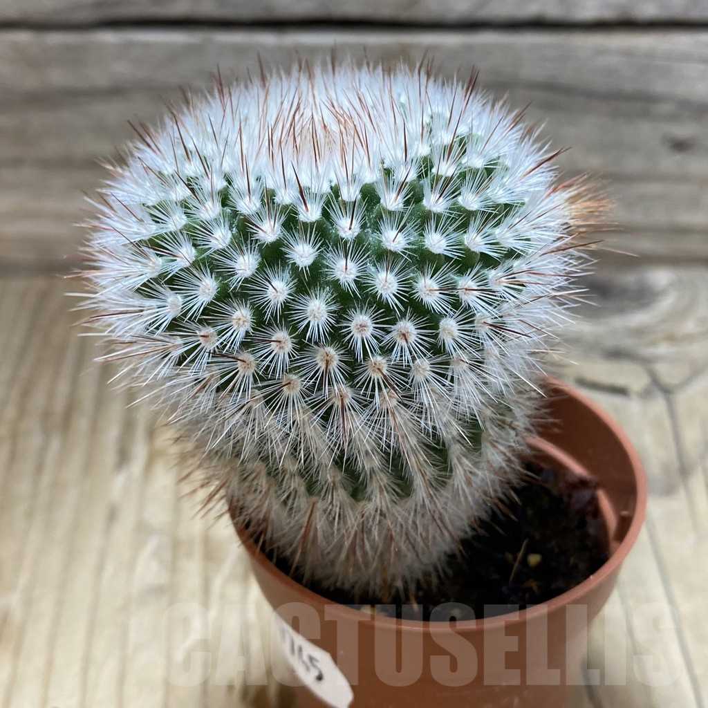 SH17745 Notocactus scopa - Image 2