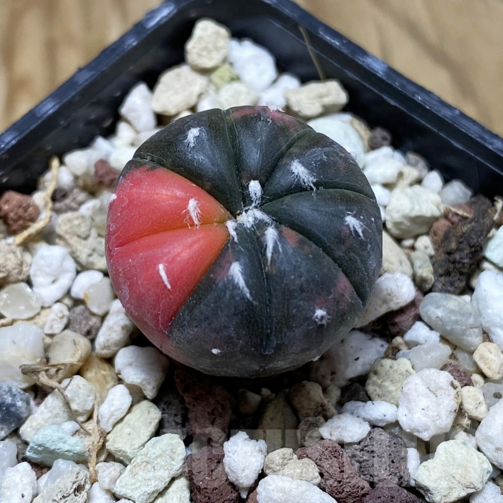 SH17746 Astrophytum asterias ‘Purple Skin’ f. variegata