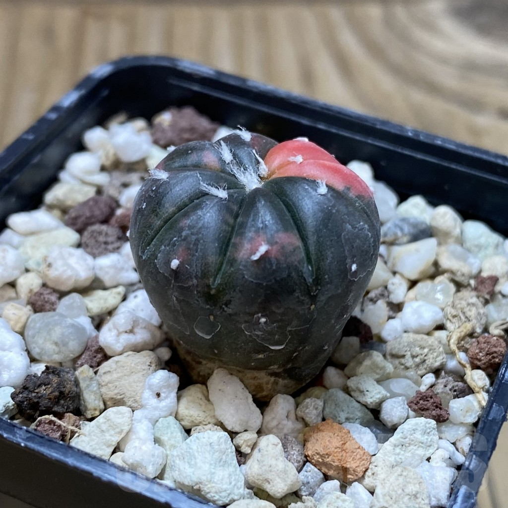 SH17746 Astrophytum asterias ‘Purple Skin’ f. variegata - Imagen 2