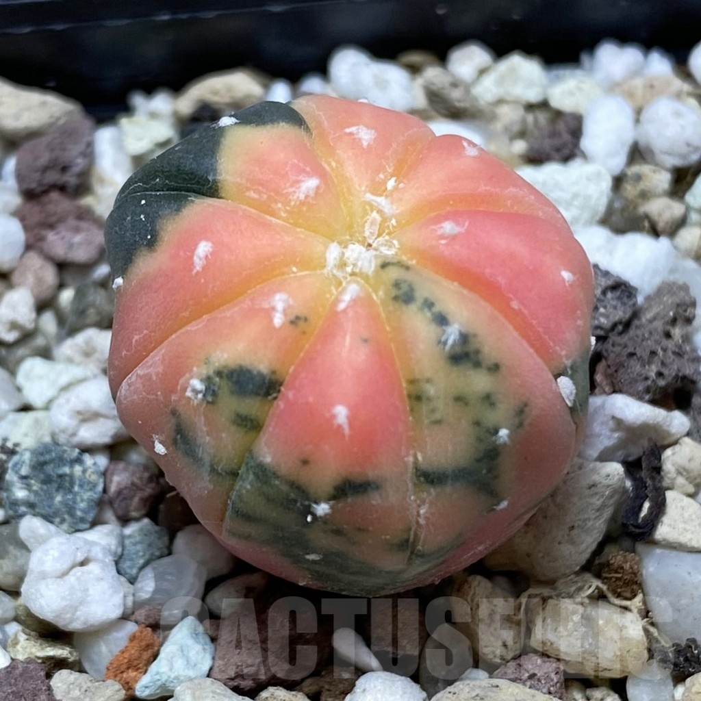 SH17747 Astrophytum asterias ‘Purple Skin’ f. variegata