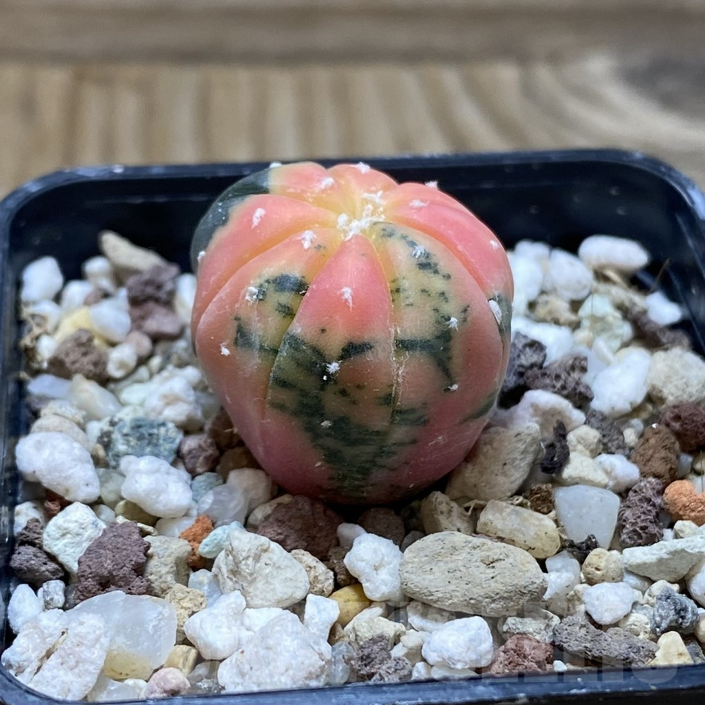 SH17747 Astrophytum asterias ‘Purple Skin’ f. variegata - Imagen 2