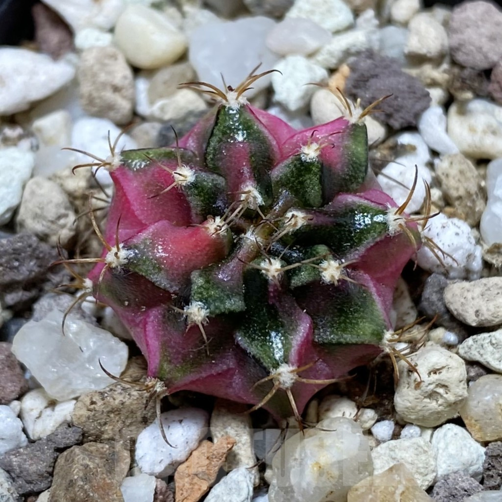 SH17734 Gymnocalycium mihanovichii ‘Bubble Gum’