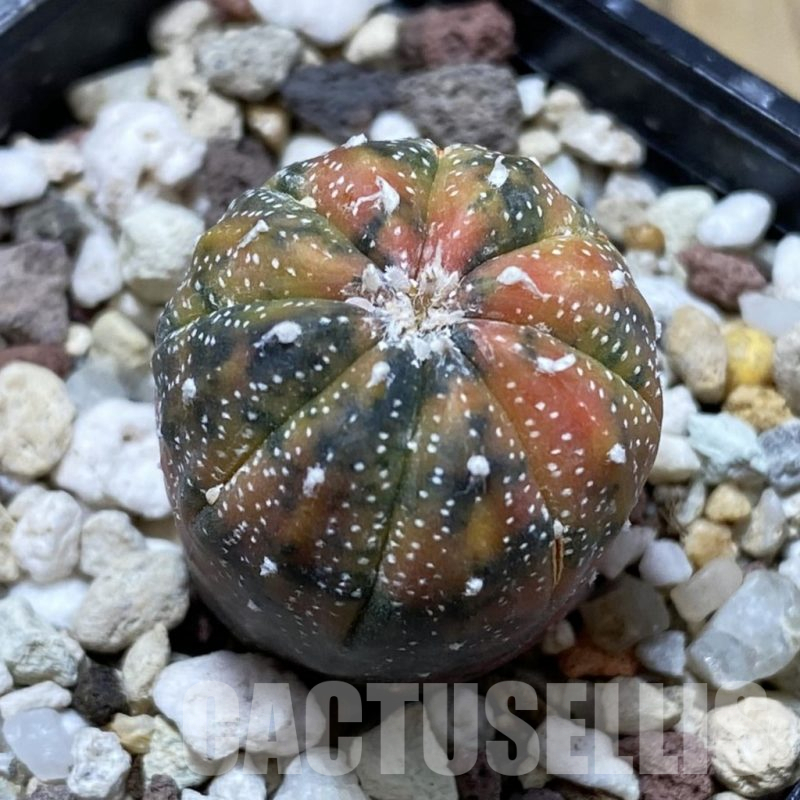 SH17749 Astrophytum asterias ‘Purple Skin’ f. variegata
