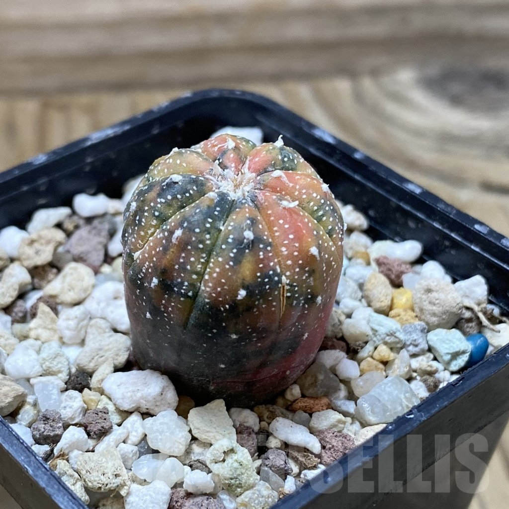 SH17749 Astrophytum asterias ‘Purple Skin’ f. variegata - Image 2