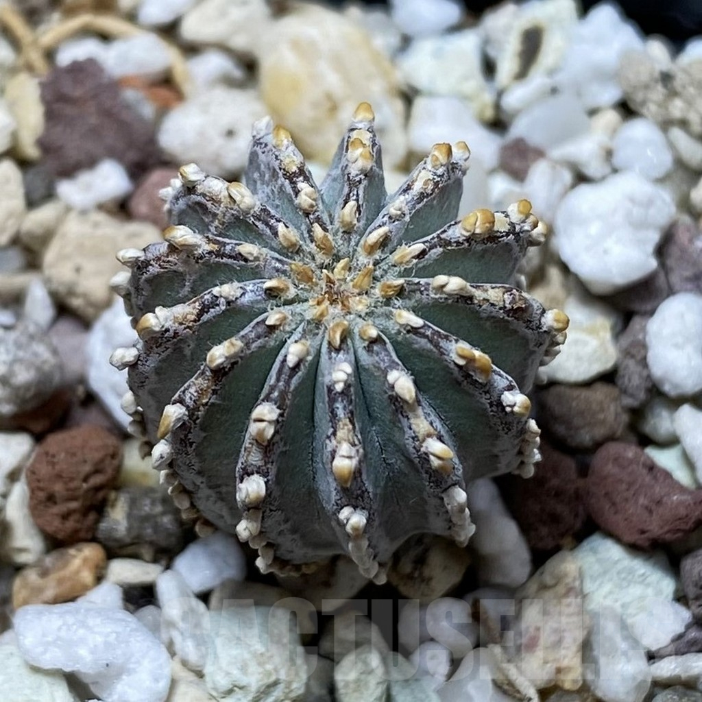 SH17751 Geohintonia neomexicana, seedling