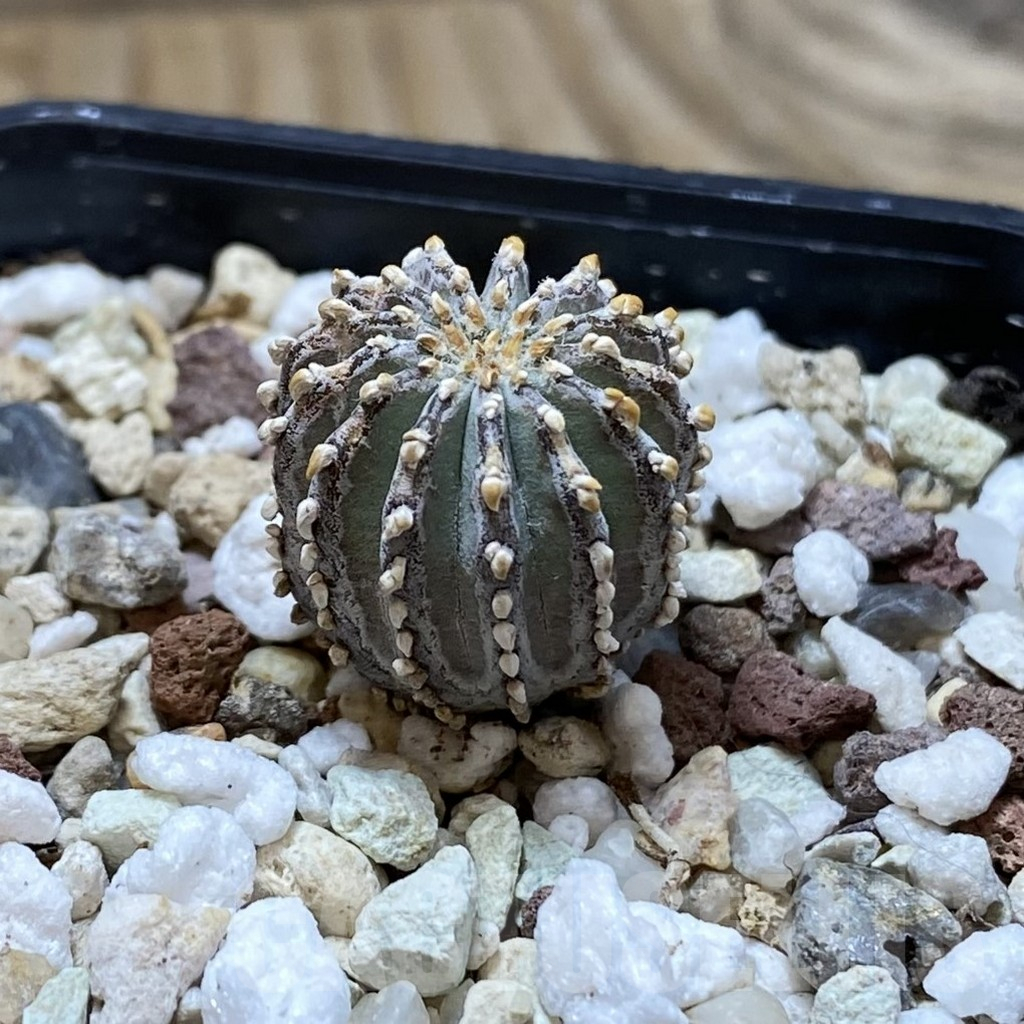 SH17751 Geohintonia neomexicana, seedling - Image 2