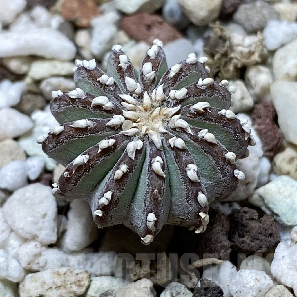 SH17752 Geohintonia neomexicana, seedling