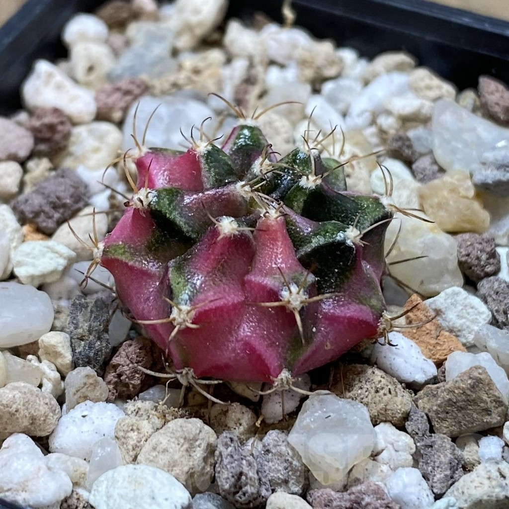 SH17734 Gymnocalycium mihanovichii ‘Bubble Gum’ - Obrázek 2