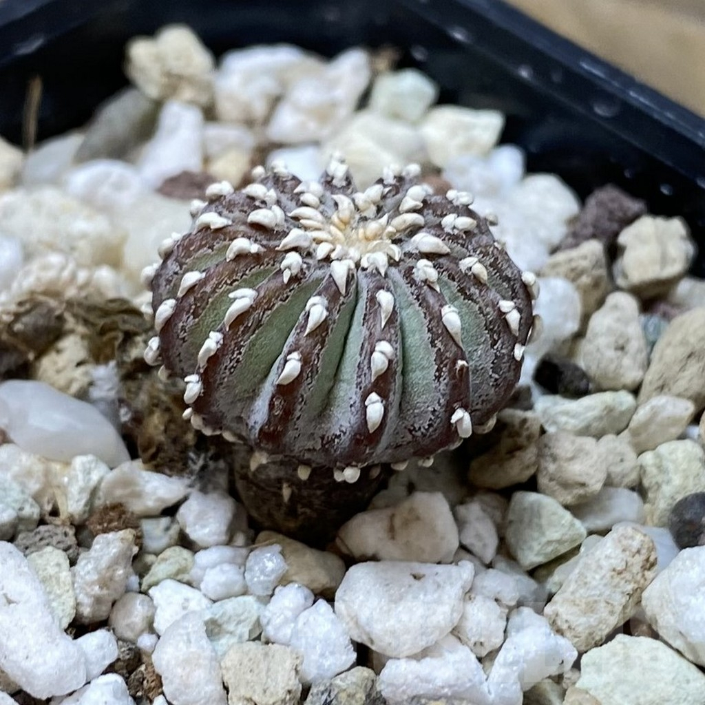 SH17752 Geohintonia neomexicana, seedling - Image 2