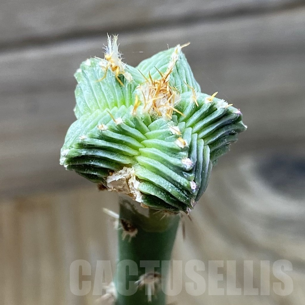 SH17753 Aztekium valdezii, grafted