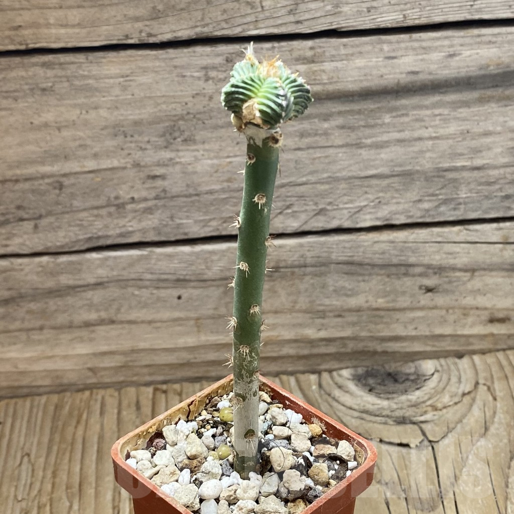 SH17753 Aztekium valdezii, grafted - Image 2