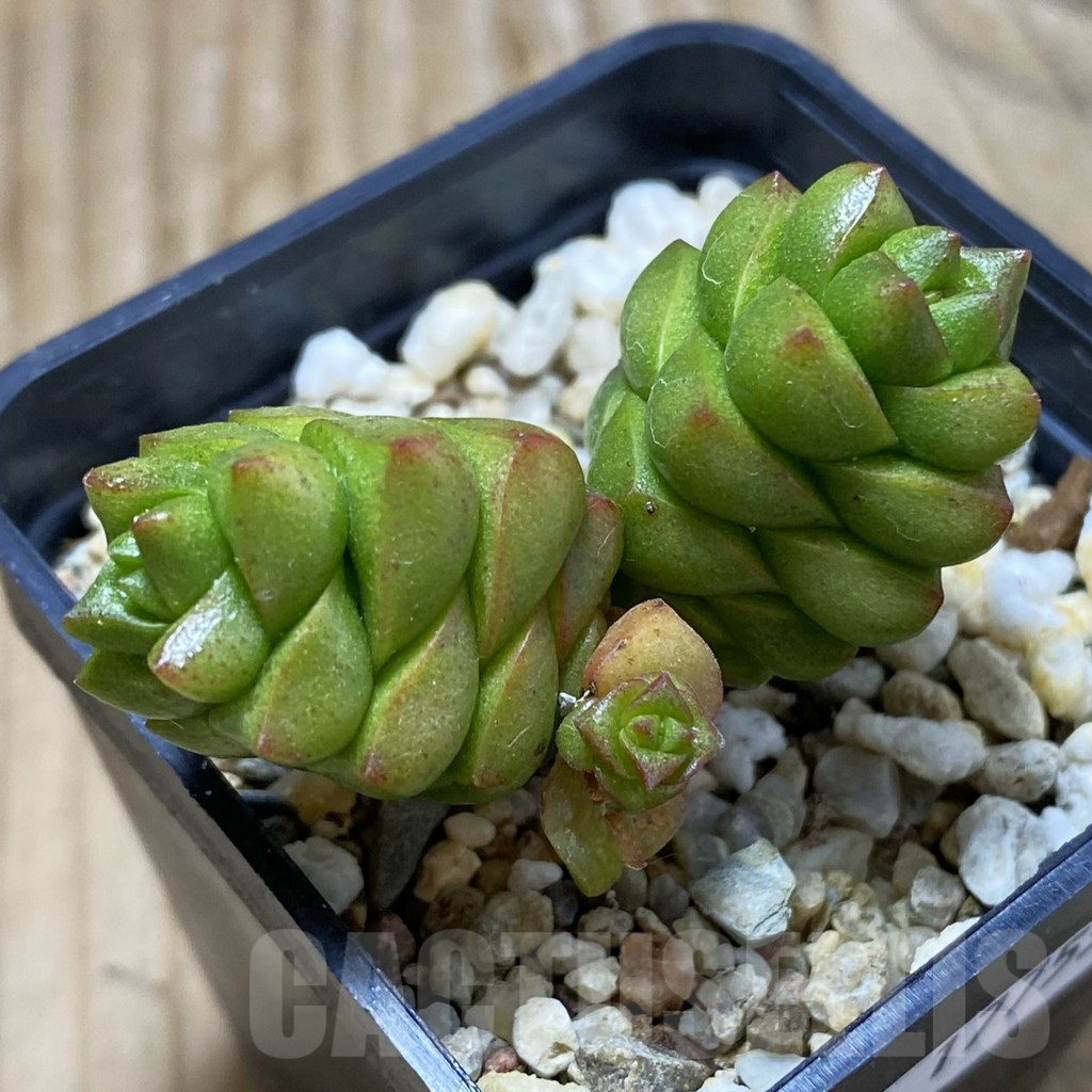 SH17755 Crassula marchandii
