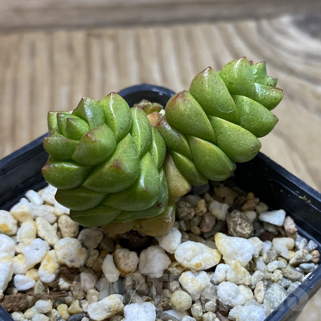 SH17755 Crassula marchandii - Image 2